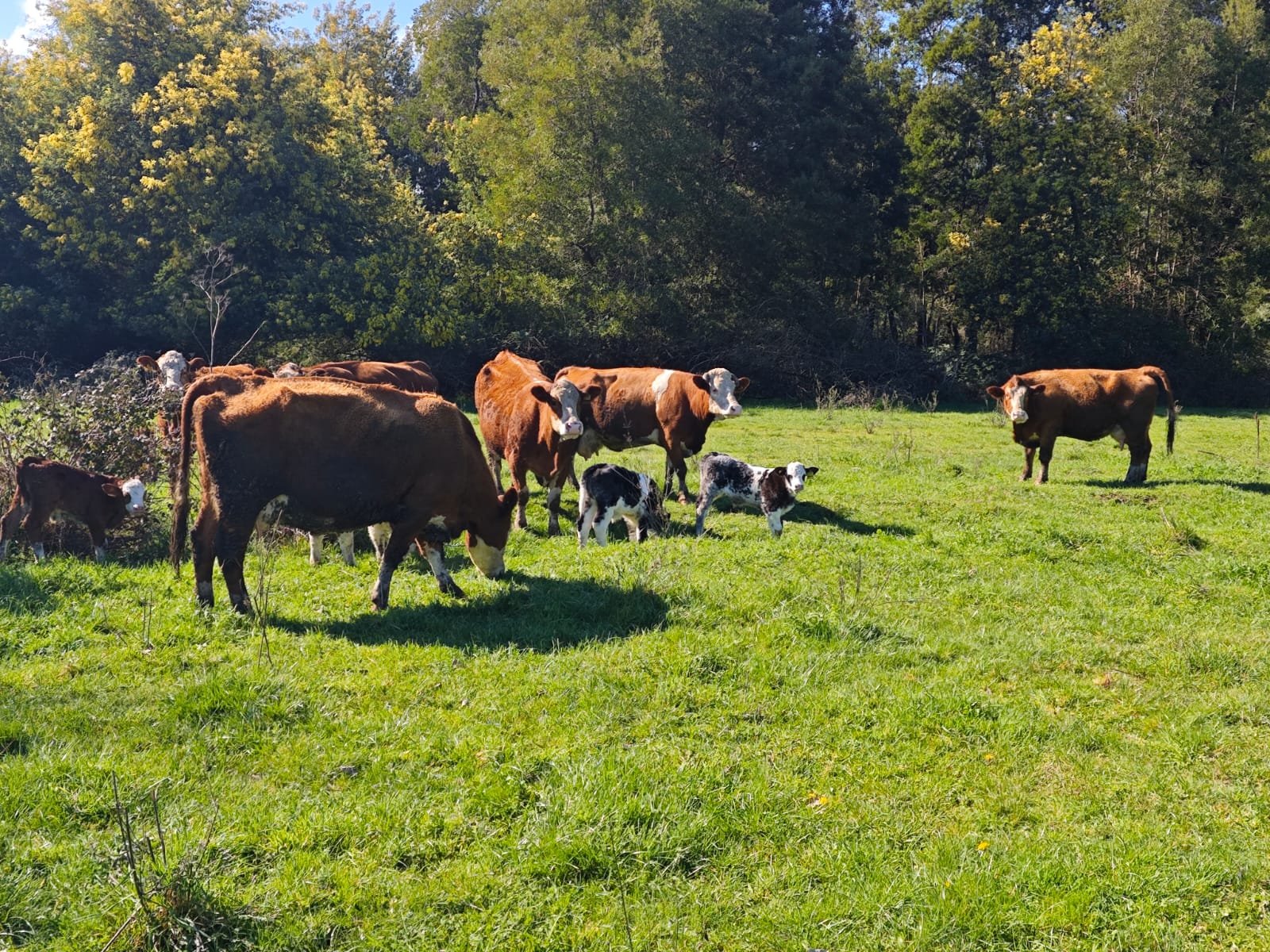 Grupo de animales del criadero en pradera
