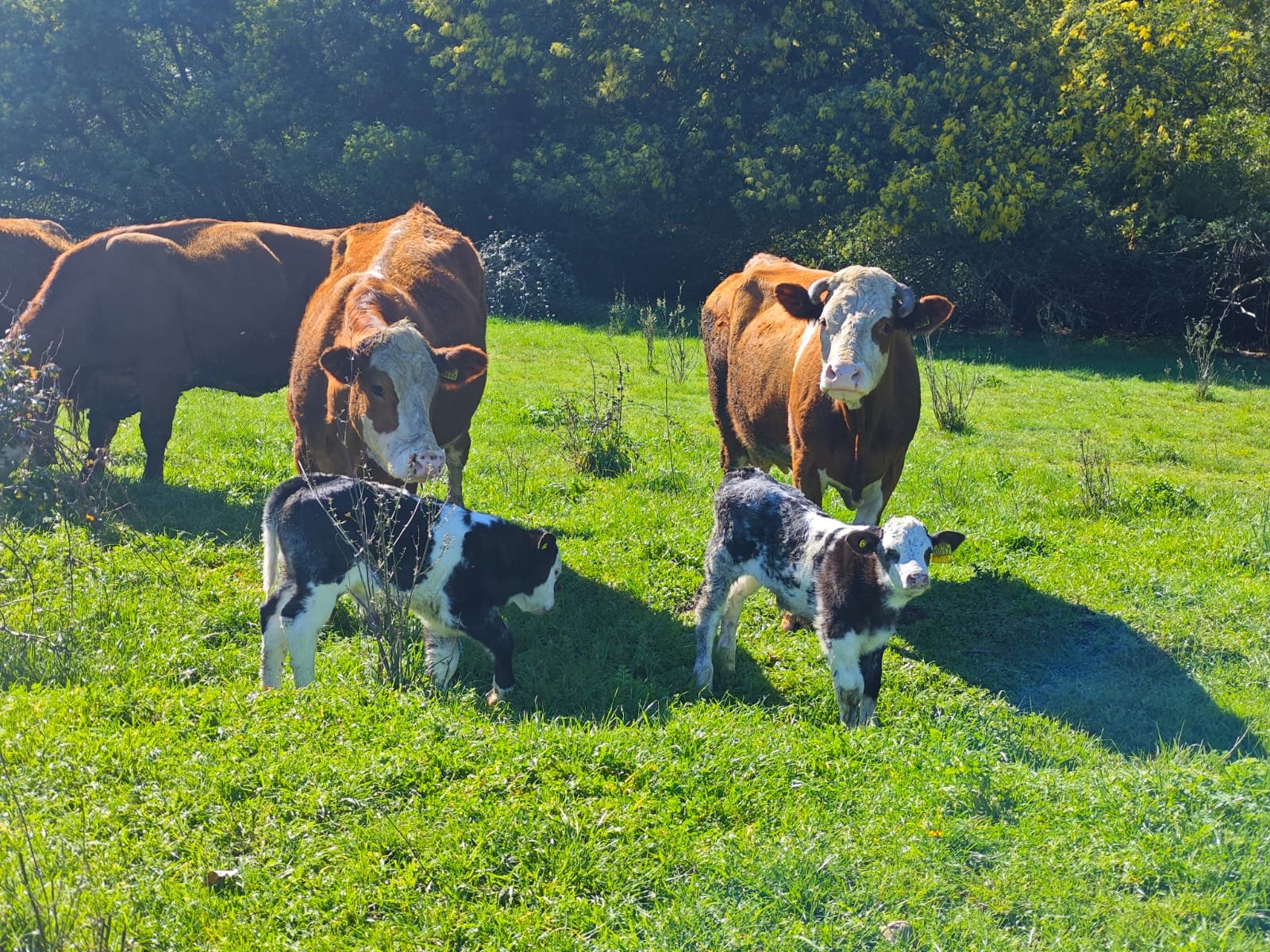 Terneros F1 Simmental por Belgian Blue junto a madres Simmental en pradera del Criadero San Ignacio